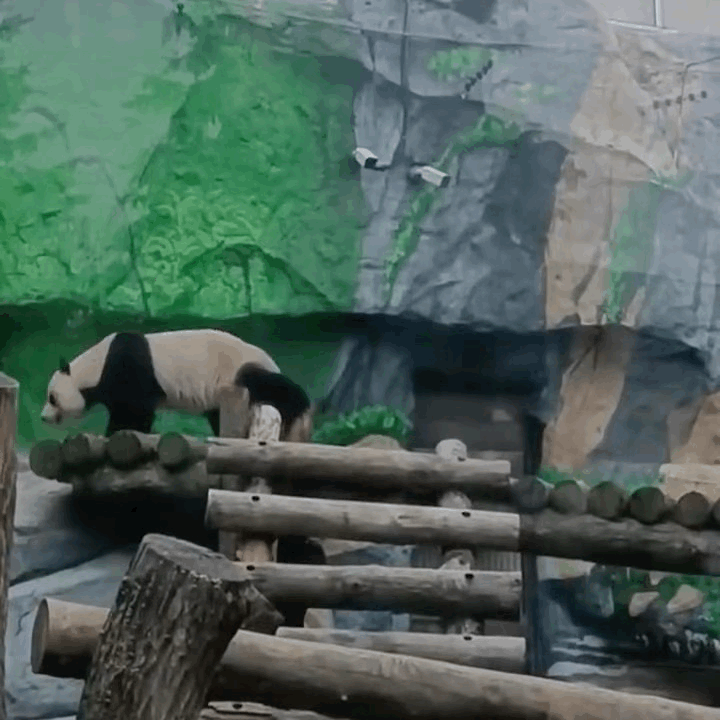 bmZULV.gif