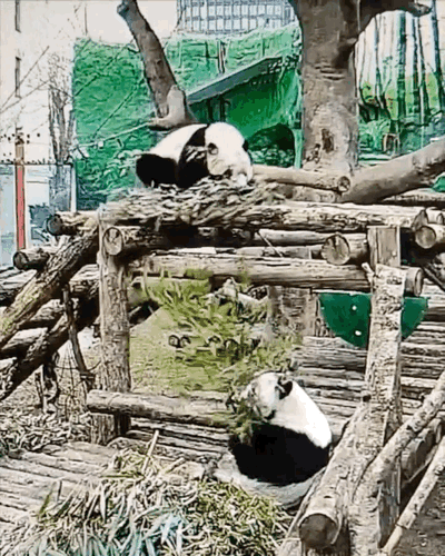 bUchMQ.gif