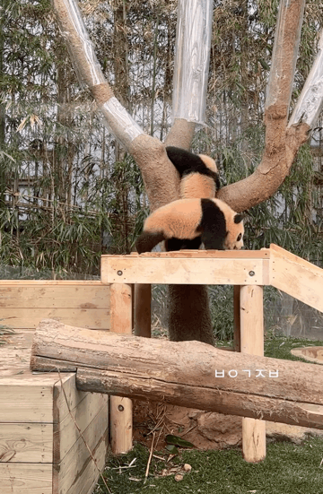 ysczat.gif