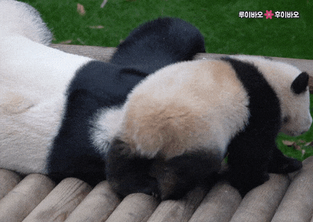 dSqefd.gif