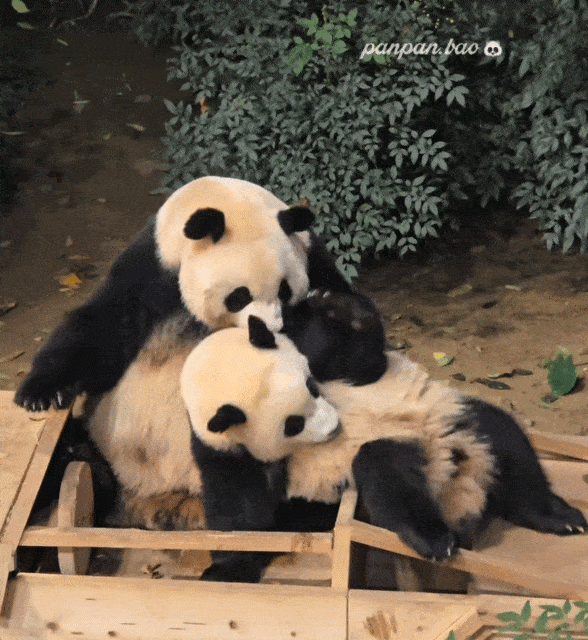 ZIABKI.gif