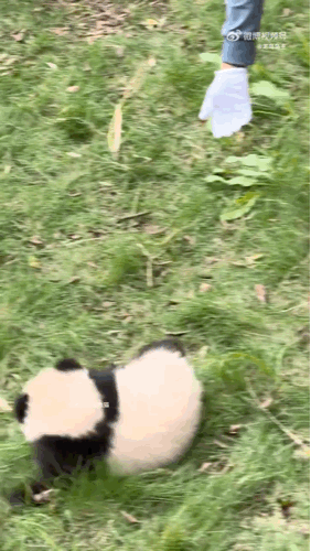 vSTWKi.gif