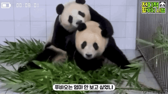 koWjOP.gif