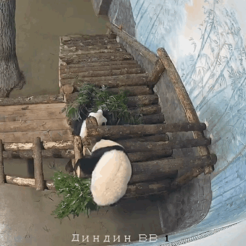 bAOacD.gif