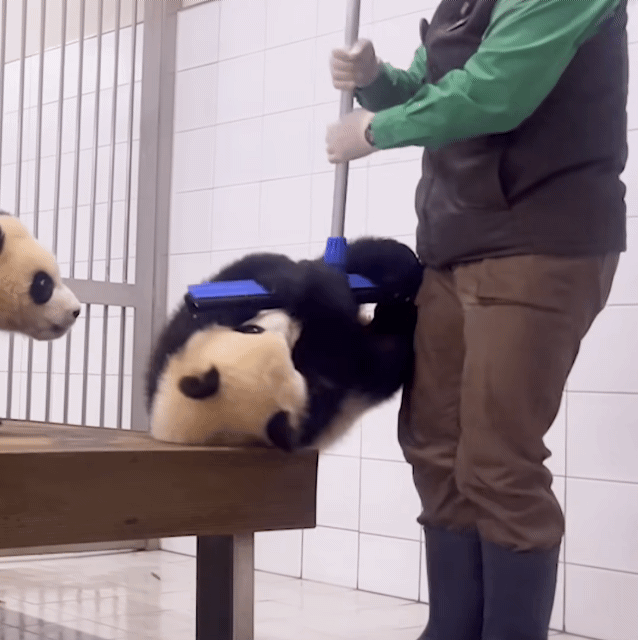 qmzoLB