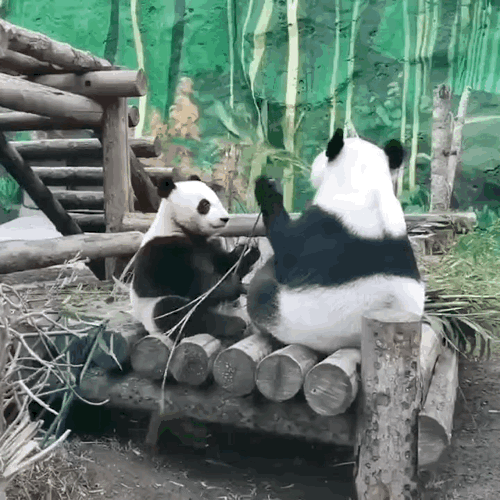 nLLqXY.gif
