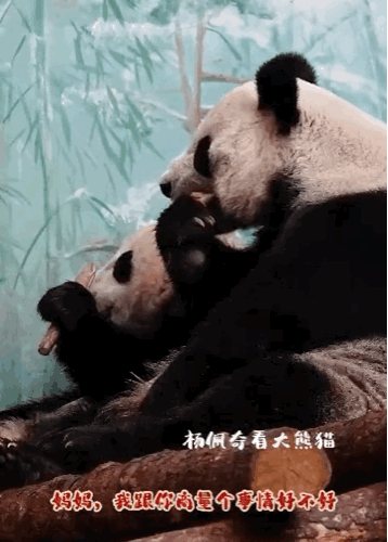 BHOsGK.gif