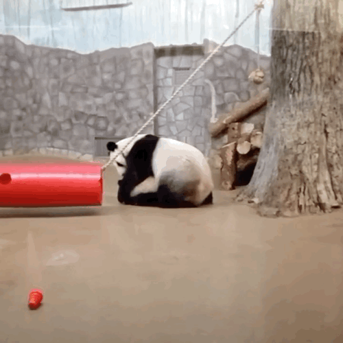 MxZCTV.gif