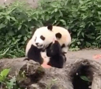VxSVTM.gif