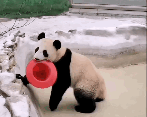 fTjxJw.gif