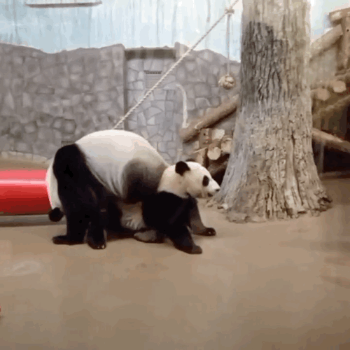 AGDylb.gif
