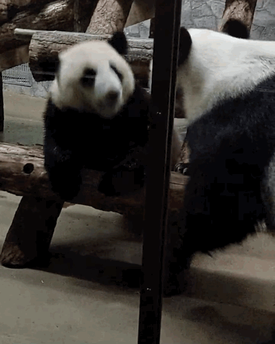LDMEvd.gif
