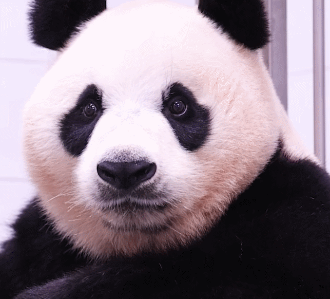 VdCNUJ.gif