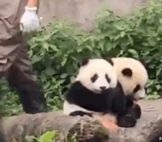 tiakQa.gif