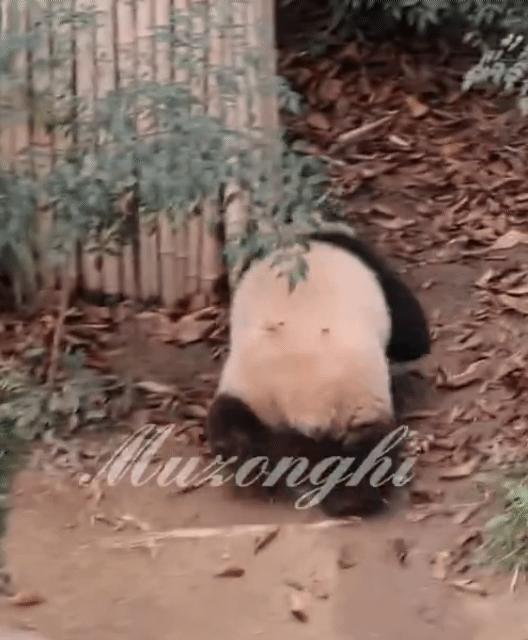 hpoRJR.gif
