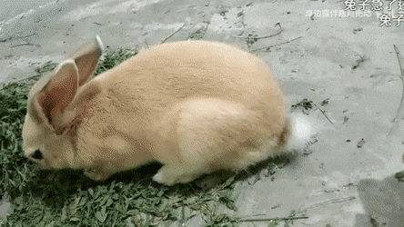 kNmGBj.gif