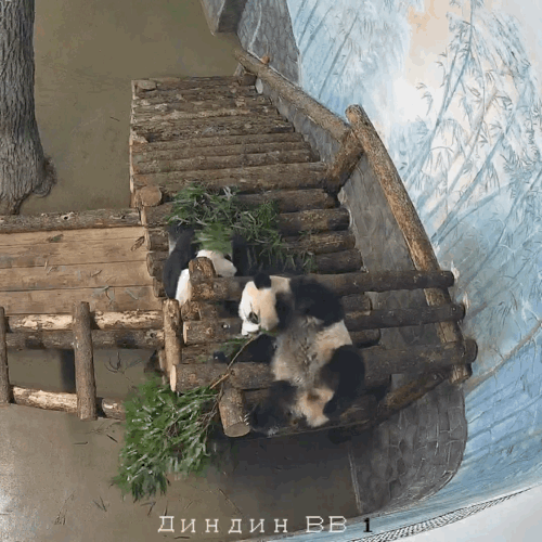 eNSZHN.gif
