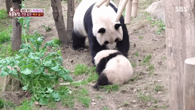 EnCowP.gif