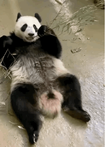 VvIVnv.gif