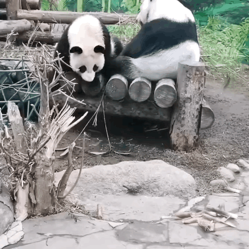 tSNbiX.gif