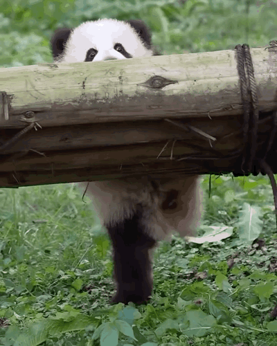 okhdzU.gif