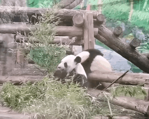 nsUQAC.gif