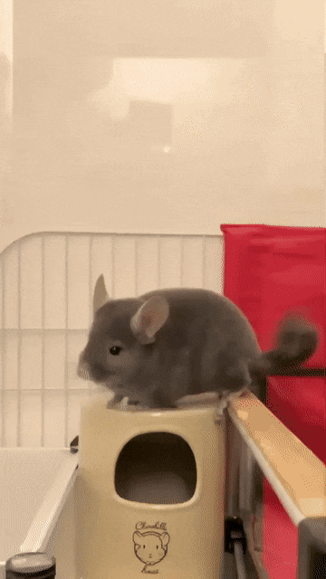 rkjIJt