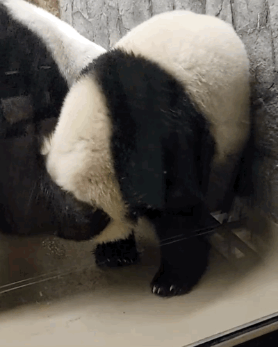 LkTTfX.gif