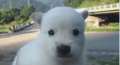 qwDFUZ