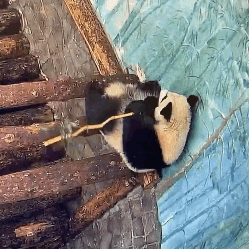 NyRfVj.gif