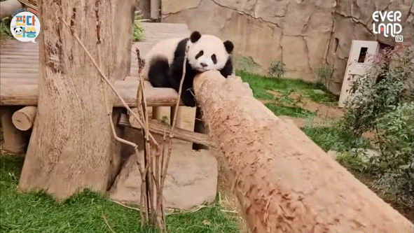 lKTays.gif