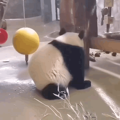shiCoU.gif