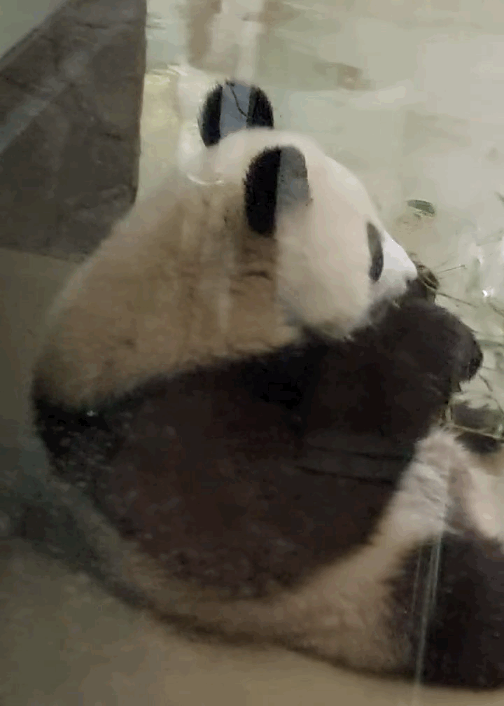 HSDcgW.gif