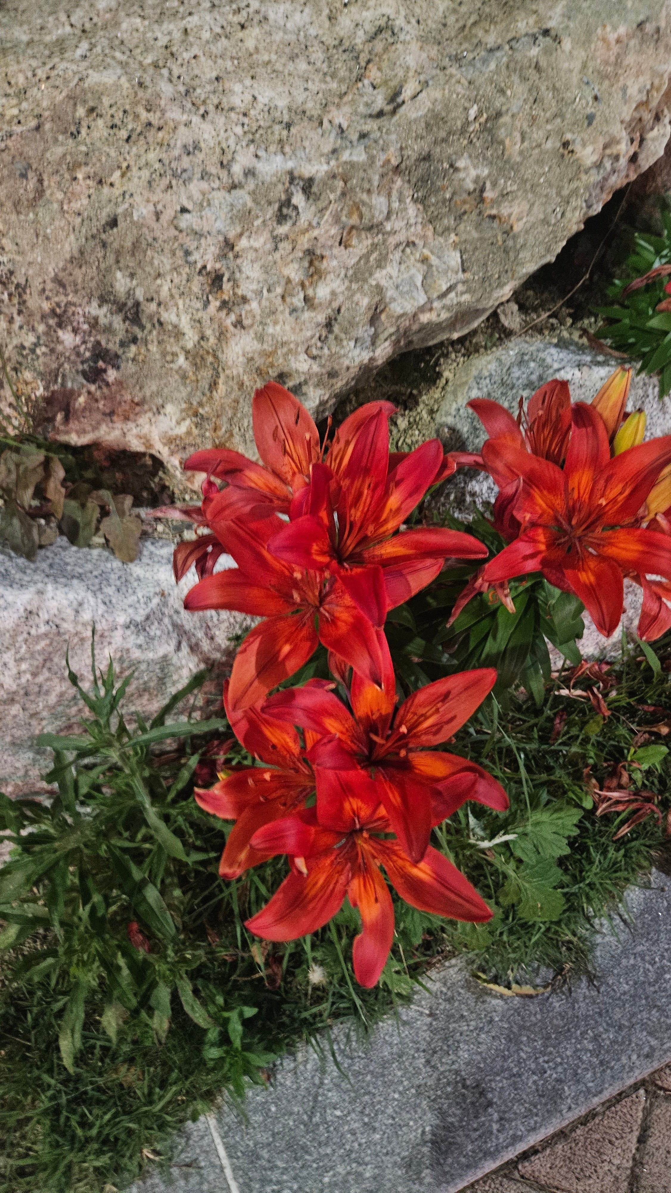 ApoSoI.jpg