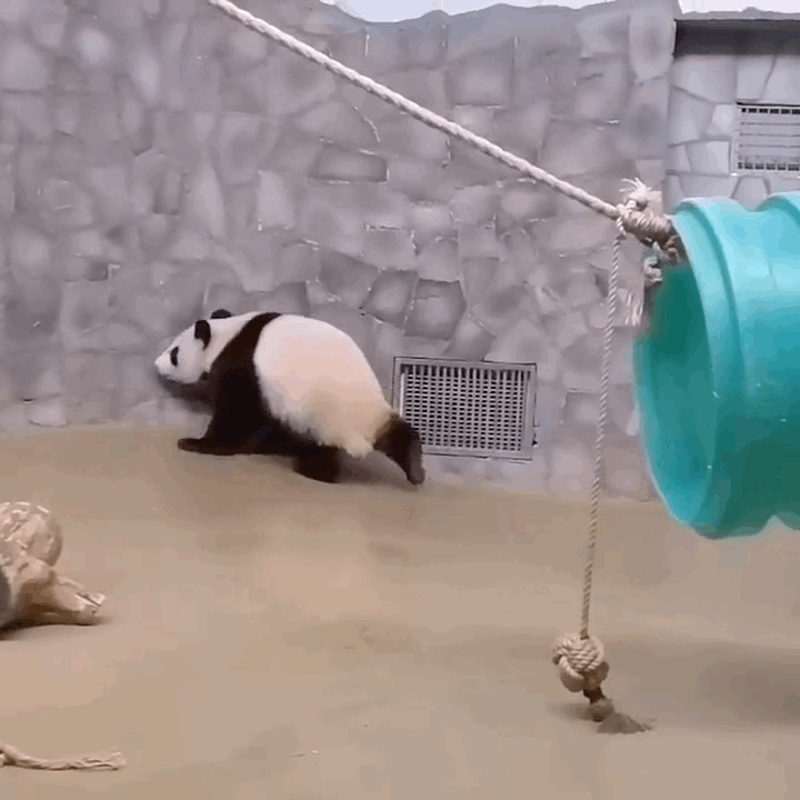 iIoozg.gif