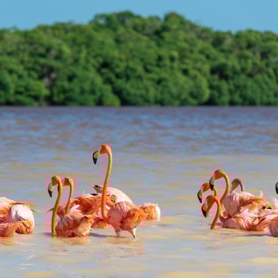 Mexico_Yucatan_flamingos