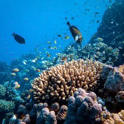 australia-barrier-reef-fish