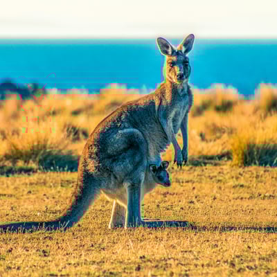 A kangaroo standing in golden grass in the Australian outback
