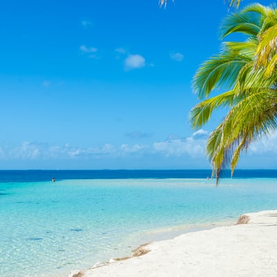 belize_beach_single_palm_tree