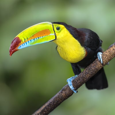 belize_toucan