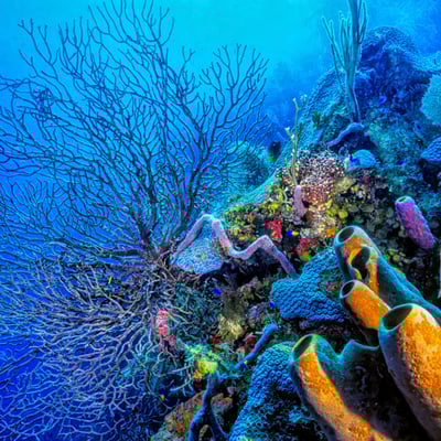 belize_underwater_coral