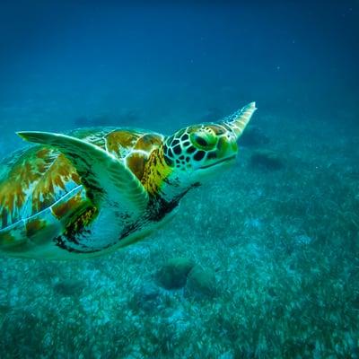 belize_underwater_tortoise