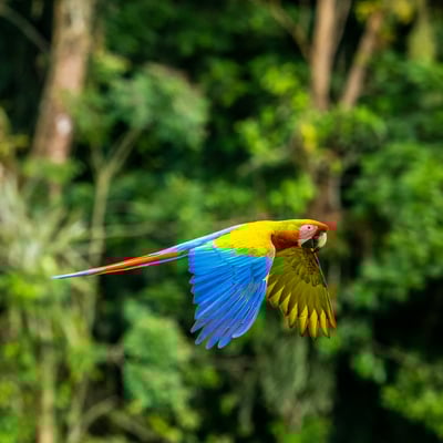 costa-rica_Macaw