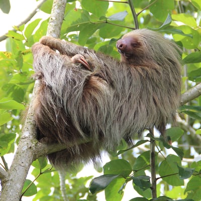 costa-rica_sloth