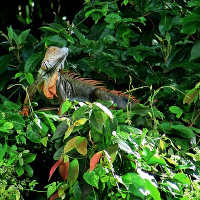 costa-rica_tortuguero-iguana