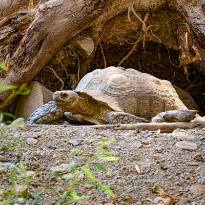 ecuador_big-turtle