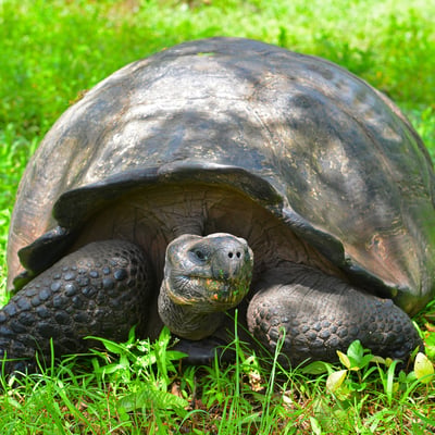 ecuador_big-turtle