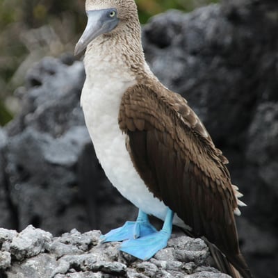 ecuador_blue-footed-booby