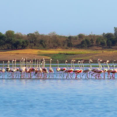 ecuador_flamingos