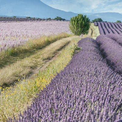 france_provence
